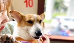 企鹅吃瓜爆料最新版,娱乐圈最新猛料大揭秘！